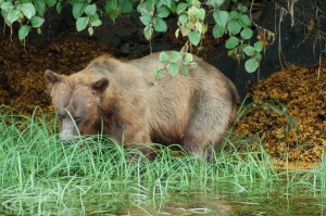 grizzly in Khutzeymateen | Prince Rupert
